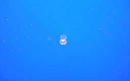 jellyfish monterey bay aquarium