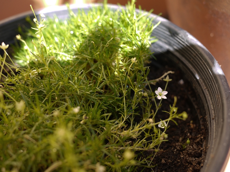 irish moss grass tiny white flowers