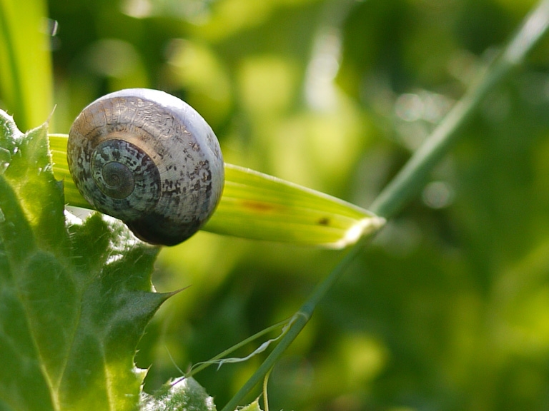 march 2011 snail shell