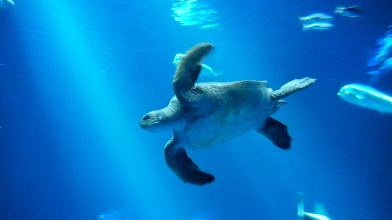 green sea turtle monterey aquarium