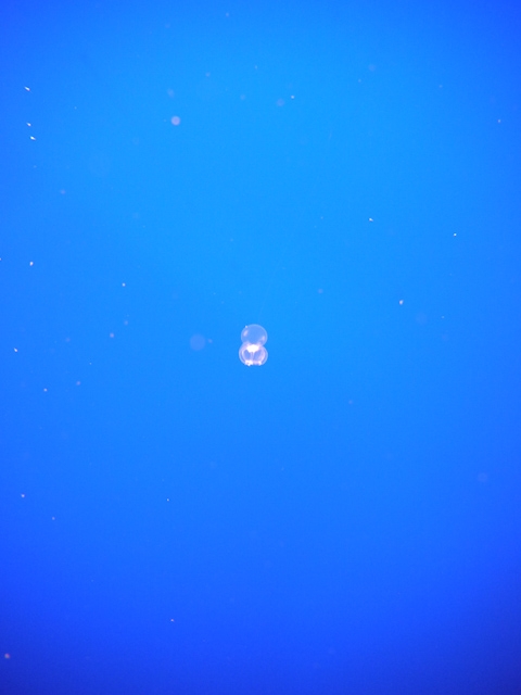jellyfish monterey bay aquarium