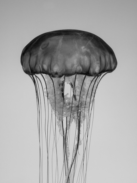 sea nettle jellyfish monterey bay aquarium