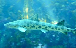 leopard shark monterey bay aquarium