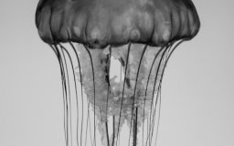 sea nettle jellyfish monterey bay aquarium