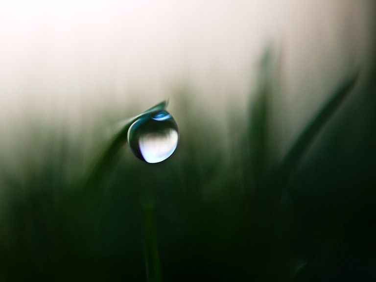 water droplet on blade of grass macro 