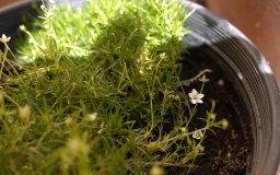 irish moss grass tiny white flowers
