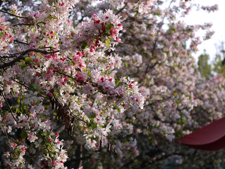 march 2011 sakura trees cherry blossom