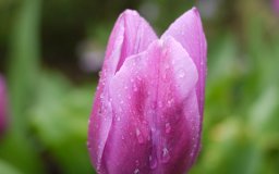 march 2011 tulips rain spring
