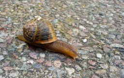 slow poke snail